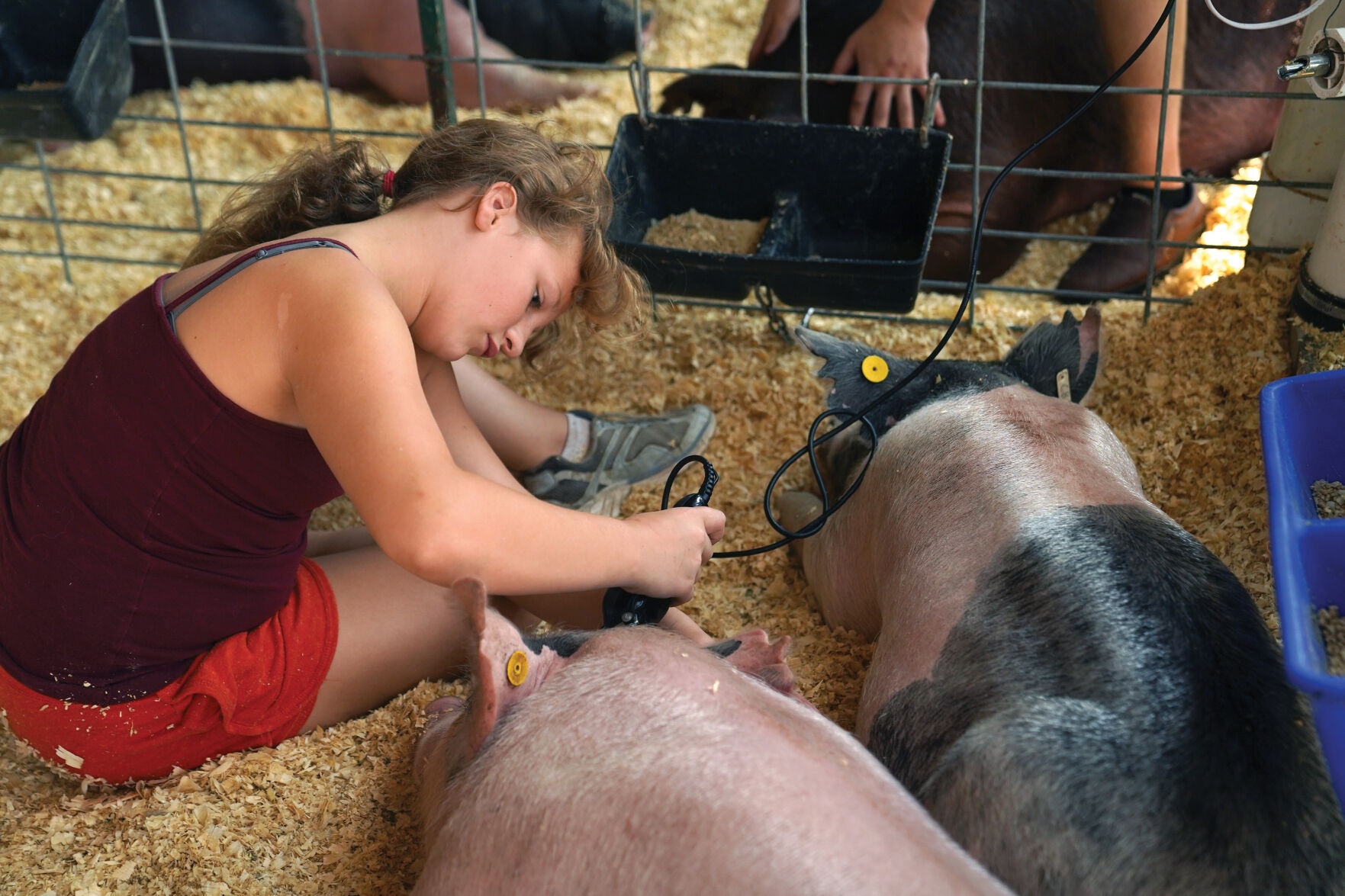 Swine Show Prep 001.jpg